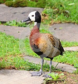 White Faced Whistling Duck Dendrocygna viduata White-Faced