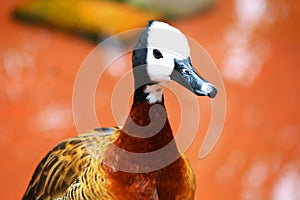 White Faced Whistling Duck Dendrocygna viduata White-Faced