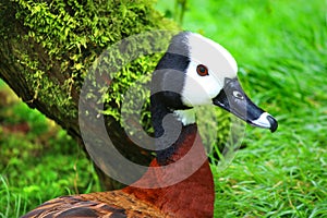 White Faced Whistling Duck Dendrocygna viduata White-Faced