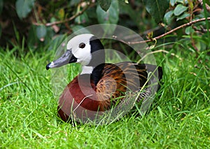 White Faced Whistling Duck Dendrocygna viduata White-Faced