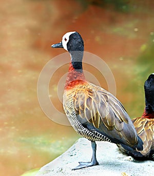 White Faced Whistling Duck Dendrocygna viduata White-Faced