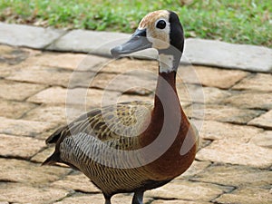 White-faced whistling duck eating bird seed on outdoor patio