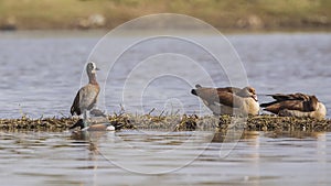 White-faced Whistling Duck and Egyptian Geese