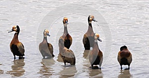 White Faced Whistling Duck, endrocygna viduata, Group standing in Water, Masai Mara Park in Kenya