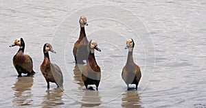 White Faced Whistling Duck, endrocygna viduata, Group standing in Water, Masai Mara Park in Kenya