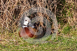 White-Faced Whistling Duck enjoying the sunshine