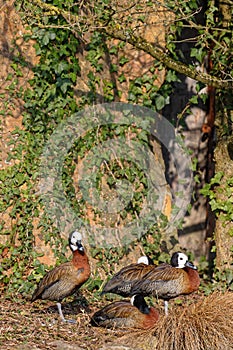 White-faced Whistling Duck family in the trees