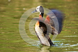 White-faced Whistling-Duck Flapping
