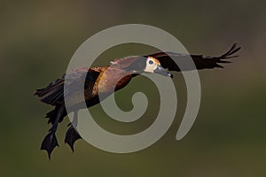 White-faced Whistling Duck in fligt.