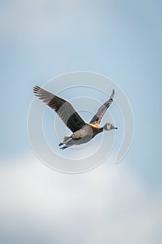 White-faced whistling-duck flying with clouds in background