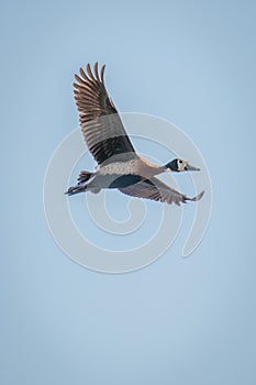 White-faced whistling-duck glides in clear blue sky