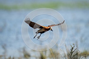 White-faced whistling-duck glides over river in sunshine