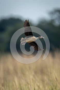 White-faced whistling-duck glides past with wings spread