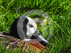 White-faced whistling duck on grass in sunshine