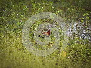 White-faced whistling duck in green swamp, Pantanal Wetlands, Mato Grosso, Brazil