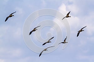 White faced Whistling-Duck in Kruger National park, South Africa