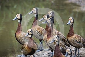 White faced Whistling-Duck in Kruger National park, South Africa