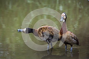 White faced Whistling-Duck in Kruger National park, South Africa