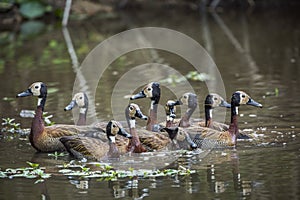 White faced Whistling-Duck in Kruger National park, South Africa