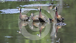 White faced Whistling-Duck in Kruger National park, South Africa