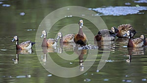 White faced Whistling-Duck in Kruger National park, South Africa