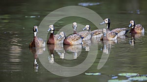 White faced Whistling-Duck in Kruger National park, South Africa