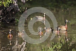 White faced Whistling-Duck in Kruger National park, South Africa