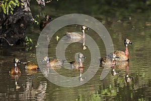 White faced Whistling-Duck in Kruger National park, South Africa