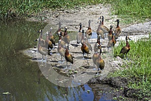 White faced Whistling-Duck in Kruger National park, South Africa