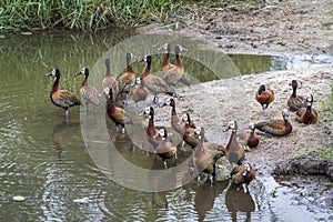 White faced Whistling-Duck in Kruger National park, South Africa