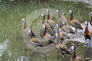 White faced Whistling-Duck in Kruger National park, South Africa