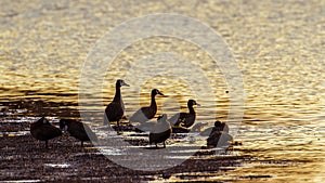 White-faced Whistling-Duck in Kruger National park, South Africa