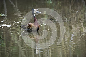 White faced Whistling-Duck in Kruger National park, South Africa photo