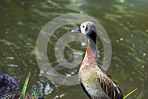 White-faced whistling duck by the lake