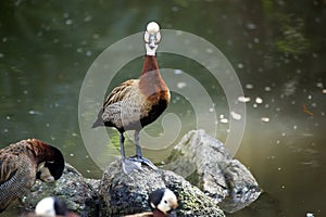 White-faced whistling duck by the lake