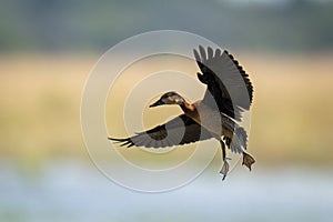 White-faced whistling-duck lifts both wings to land