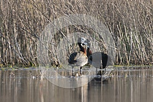 White faced Whistling Duck,  in marsh environment, La Pampa Province,