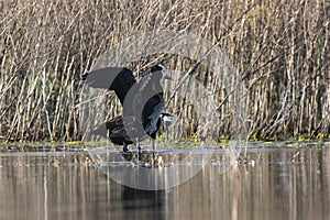 White faced Whistling Duck,  in marsh environment, La Pampa Province,