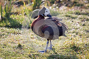 White-Faced Whistling Duck preening in the sunshine