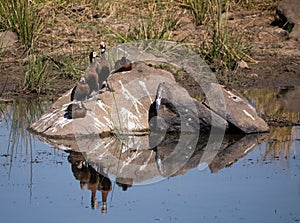 White-faced whistling duck in a row on a rock