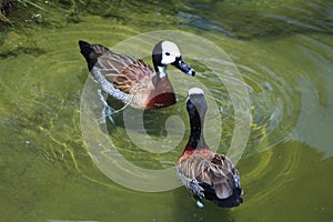 The white-faced whistling duck - scientific name Dendrocygna viduata