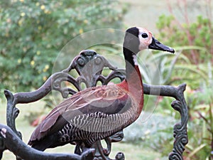 White-faced whistling duck standing on wrought iron chair