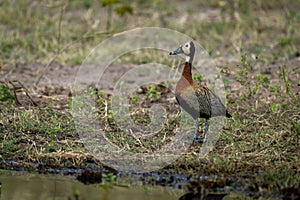 White-faced whistling-duck stands on riverbank watching camera
