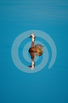 White-faced whistling-duck swimming in pond with reflection