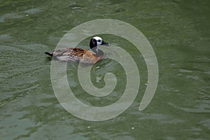 The White-faced Whistling Duck is swimming in the river