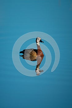 White-faced whistling-duck swims in pond with reflection