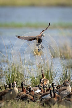 White-faced whistling-duck about to land on riverbank