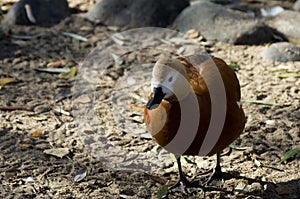 White-faced Whistling Duck walking along the edge of the pond