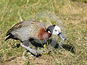 White-faced whistling duck walking on grass
