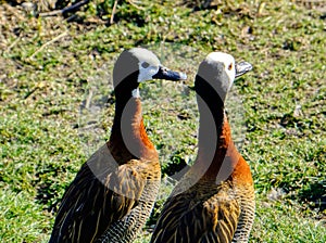 White Faced Whistling Duck - Washington Wetlands Centre